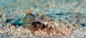flounder in widescreen :-) by Rico Besserdich 